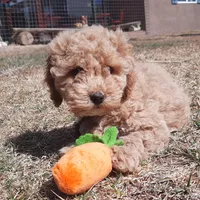 Millie, a female Cockapoo for sale in Fort Garland, CO – Photo 6 of 9