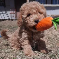 Millie, a female Cockapoo for sale in Fort Garland, CO – Photo 5 of 9