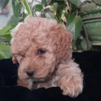 Millie, a female Cockapoo for sale in Fort Garland, CO – Photo 7 of 9