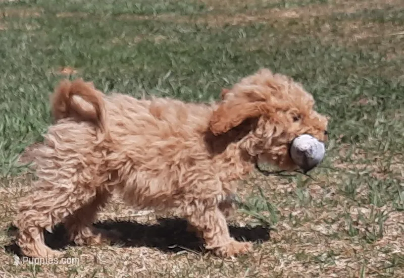 Millie – Cockapoo puppy for sale in Fort Garland, CO