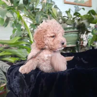 Millie, a female Cockapoo for sale in Fort Garland, CO – Photo 9 of 9