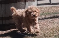 Millie, a female Cockapoo for sale in Fort Garland, CO – Photo 2 of 9