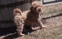 Millie, a female Cockapoo for sale in Fort Garland, CO – Photo 3 of 9