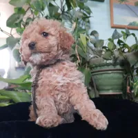 Millie, a female Cockapoo for sale in Fort Garland, CO – Photo 8 of 9