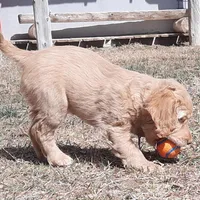 Lilly, a female Cockapoo for sale in Fort Garland, CO – Photo 2 of 5
