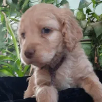 Lilly, a female Cockapoo for sale in Fort Garland, CO – Photo 4 of 5
