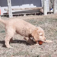 Lilly, a female Cockapoo for sale in Fort Garland, CO – Photo 3 of 5