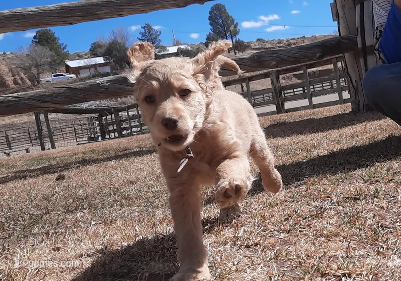 Lilly – Cockapoo puppy for sale in Fort Garland, CO