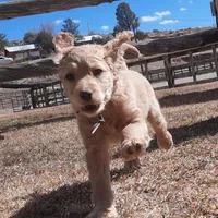 Lilly, a female Cockapoo for sale in Fort Garland, CO – Photo 1 of 5