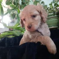 Lilly, a female Cockapoo for sale in Fort Garland, CO – Photo 5 of 5