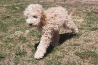 Grover, a male Cockapoo for sale in Fort Garland, CO – 7 of 10