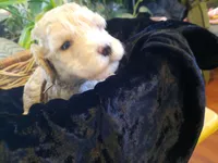 processed/01a96b9c-2b8a-4d06-806d-4f4973e70db7/listing/fbdd2d65-11de-4e36-995a-8ac7baf4a30f/0a785a85-6e00-458c-8f3b-6da64b94044f