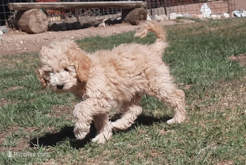 Grover – Cockapoo puppy for sale in Fort Garland, CO