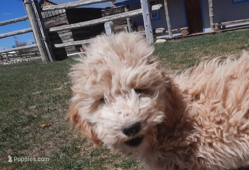 Grover – Cockapoo puppy for sale in Fort Garland, CO
