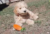 Grover, a male Cockapoo for sale in Fort Garland, CO – Photo 2 of 9