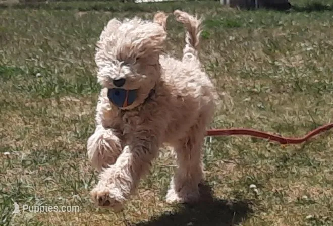 Grover – Cockapoo puppy for sale in Fort Garland, CO