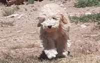 Grover, a male Cockapoo for sale in Fort Garland, CO – 5 of 10