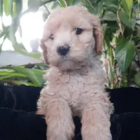 Grover, a male Cockapoo for sale in Fort Garland, CO – Photo 7 of 9