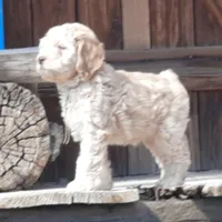 Grover, a male Cockapoo for sale in Fort Garland, CO – Photo 4 of 9
