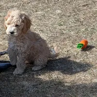 Grover, a male Cockapoo for sale in Fort Garland, CO – Photo 5 of 9