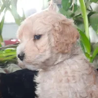 Grover, a male Cockapoo for sale in Fort Garland, CO – Photo 6 of 9