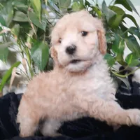 Grover, a male Cockapoo for sale in Fort Garland, CO – Photo 8 of 9