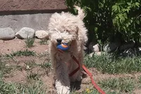 Grover, a male Cockapoo for sale in Fort Garland, CO – 3 of 10