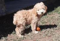Grover, a male Cockapoo for sale in Fort Garland, CO – Photo 3 of 9