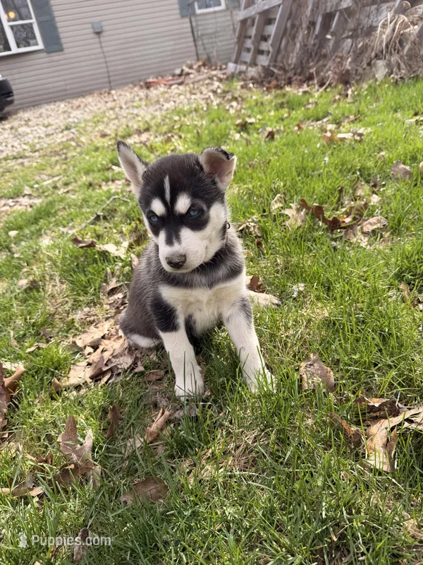 Toby – Siberian Husky puppy for sale in Salesville, OH