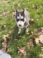 Zeus, a male Siberian Husky for sale in Salesville, OH – Photo 2 of 7