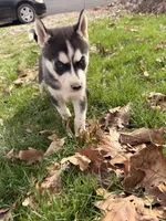 Zeus, a male Siberian Husky for sale in Salesville, OH – Photo 1 of 7
