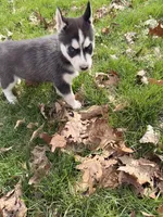 Zeus, a male Siberian Husky for sale in Salesville, OH – Photo 7 of 7