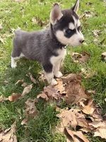 Zeus, a male Siberian Husky for sale in Salesville, OH – Photo 5 of 7