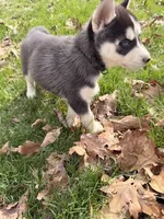 Zeus, a male Siberian Husky for sale in Salesville, OH – Photo 4 of 7