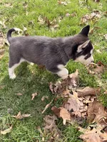 Zeus, a male Siberian Husky for sale in Salesville, OH – Photo 6 of 7