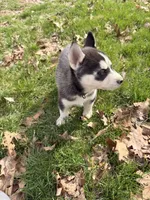 Zeus, a male Siberian Husky for sale in Salesville, OH – Photo 3 of 7