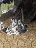 Freya , a female Siberian Husky for sale in Salesville, OH – Photo 3 of 3