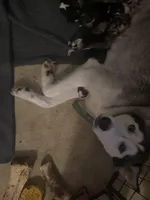 Freya , a female Siberian Husky for sale in Salesville, OH – Photo 2 of 3