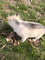 Bear, a male Siberian Husky for sale in Salesville, OH – Photo 5 of 6