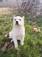 Bear, a male Siberian Husky for sale in Salesville, OH – Photo 2 of 6