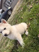 Bear, a male Siberian Husky for sale in Salesville, OH – Photo 3 of 6