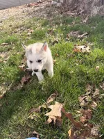 Bear, a male Siberian Husky for sale in Salesville, OH – Photo 6 of 6