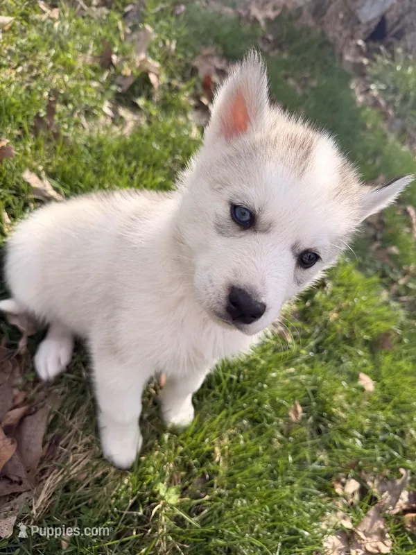 Bear – Siberian Husky puppy for sale in Salesville, OH