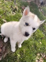 Bear, a male Siberian Husky for sale in Salesville, OH – Photo 1 of 6