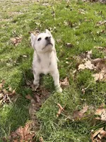 Lilly, a female Siberian Husky for sale in Salesville, OH – Photo 3 of 8