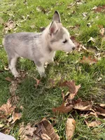 Lilly, a female Siberian Husky for sale in Salesville, OH – Photo 8 of 8