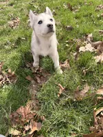 Lilly, a female Siberian Husky for sale in Salesville, OH – Photo 7 of 8