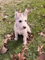 Lilly, a female Siberian Husky for sale in Salesville, OH – Photo 1 of 8