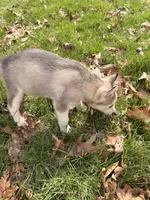 Lilly, a female Siberian Husky for sale in Salesville, OH – Photo 6 of 8