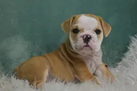 Otis , a male English Bulldog for sale in Apple Creek, OH – 7 of 7